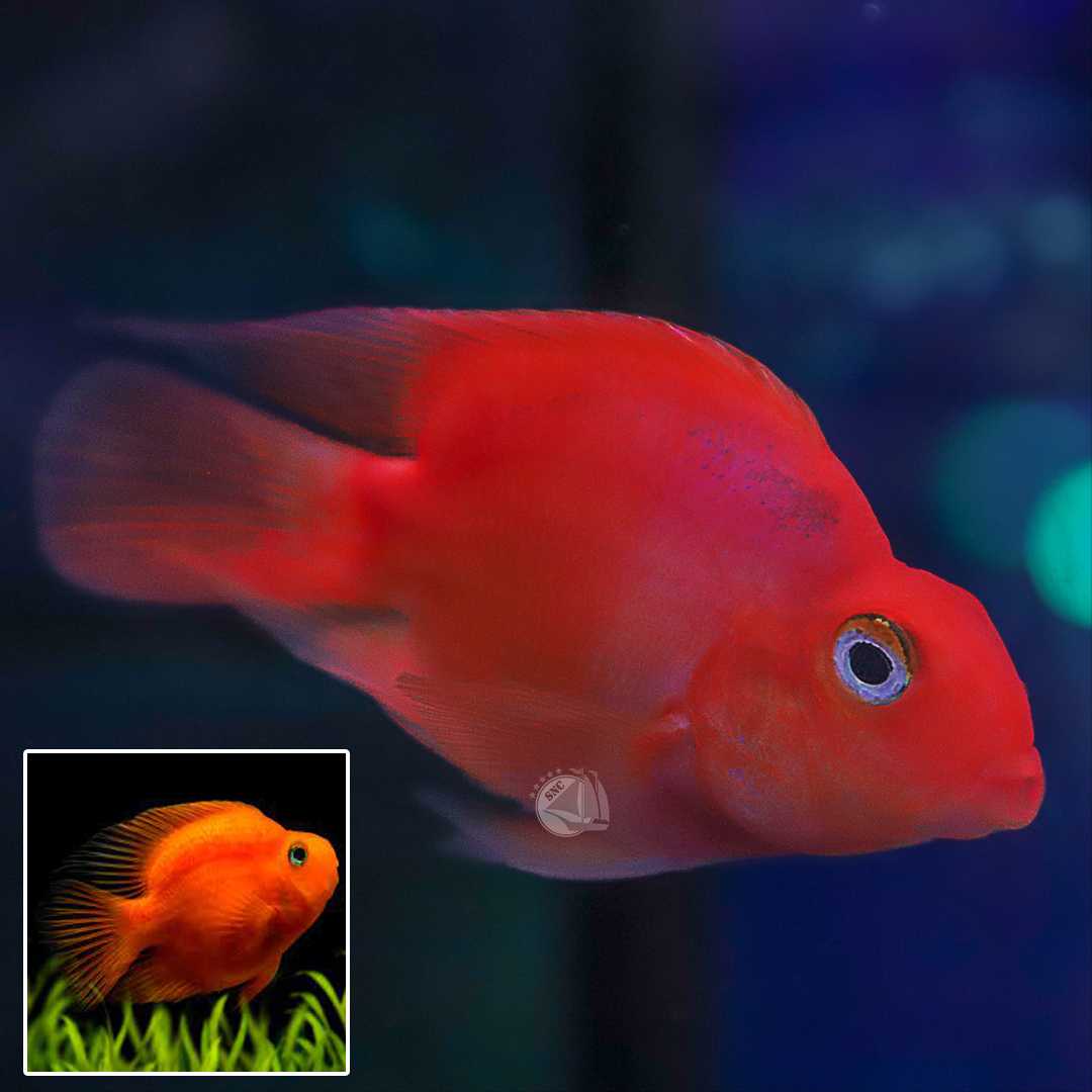 ปลาหมอนกแก้วแดง (Red Parrot Cichlid) ขายเซทละ 1ตัว/2ตัว ไซส์ประมาณ 5cm.