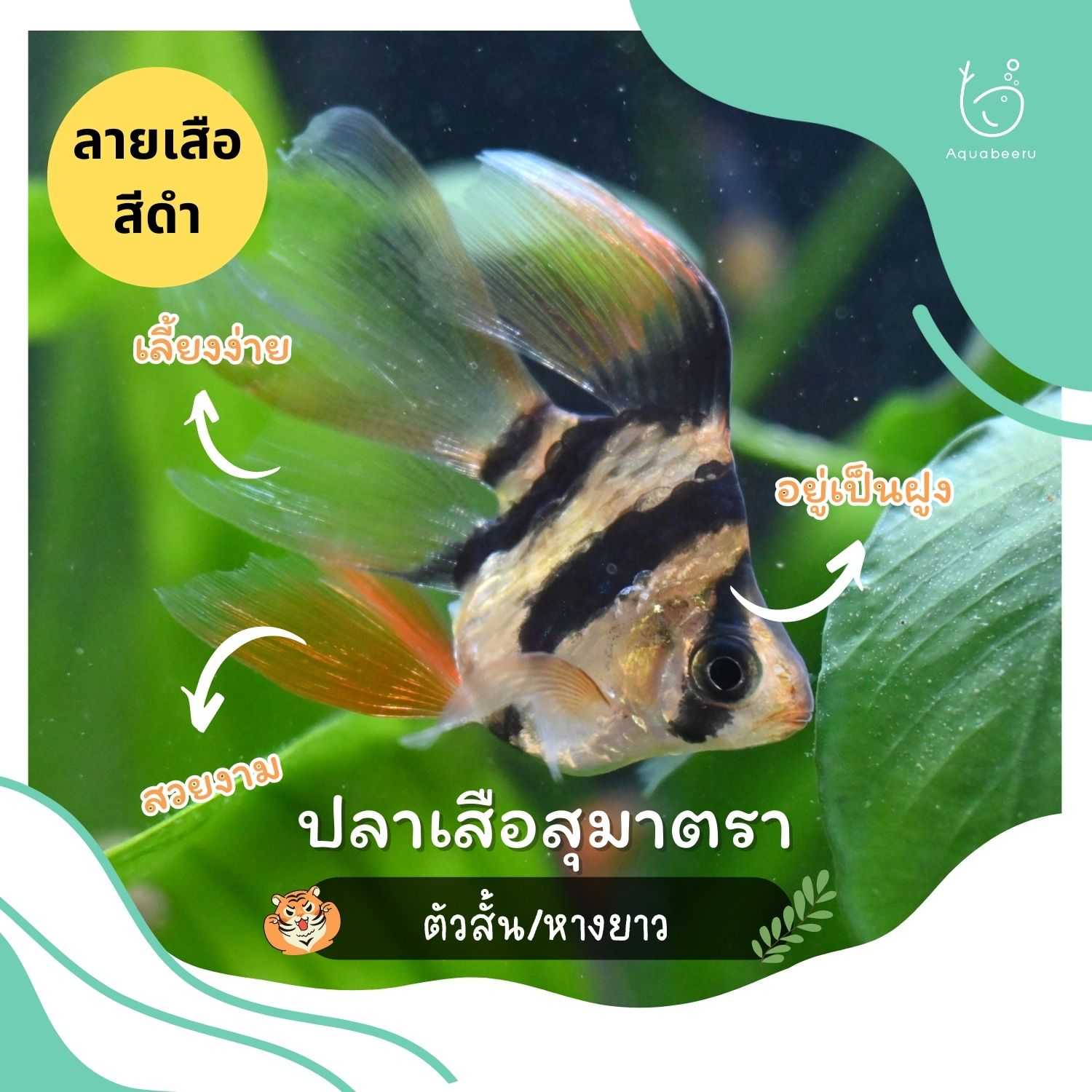 ปลาเสือสุมาตรา ลายเสือสีดำ (ตัวสั้น/หางยาว)
