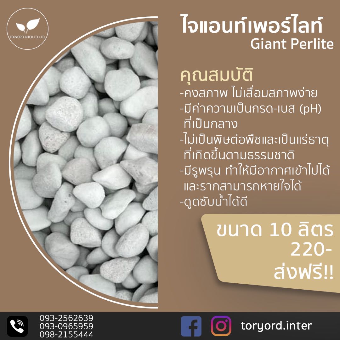ไจแอนท์ เพอร์ไลท์