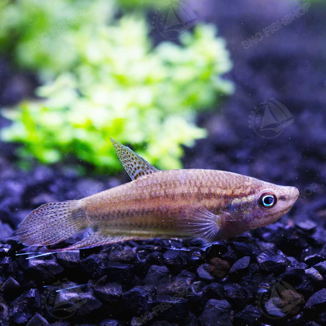 ปลากริมควาย Croaking Gourami ขายเซท 3ตัว/7ตัว ไซส์ 3cm.