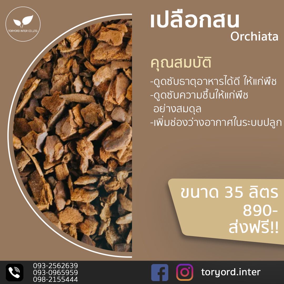 เปลือกสนนิวซีแลนด์