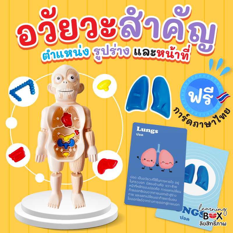 โมเดลหุ่นมนุษย์ + การ์ด (Human Body Model)