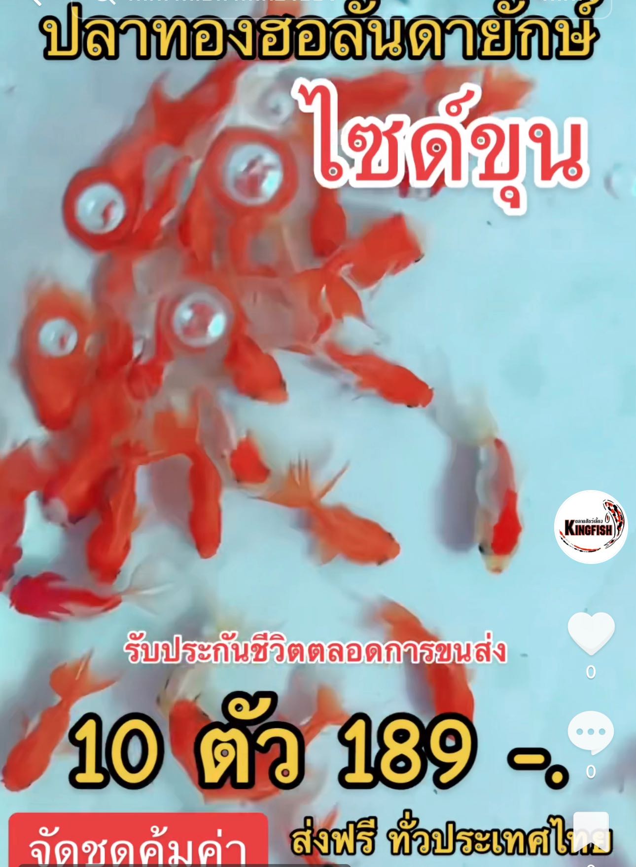 ปลาทองฮอลันยักษ์ ไซด์ขุน ขนาด 1.3 - 1.5 นิ้ว 10 ตัว