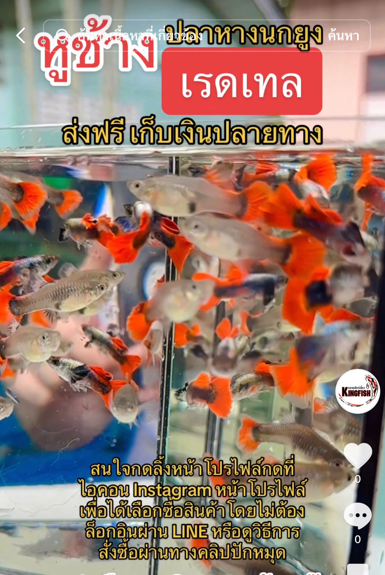 ปลาหางนกยูงหูช้างเรดเทล (ขายเป็นคู่รัก)