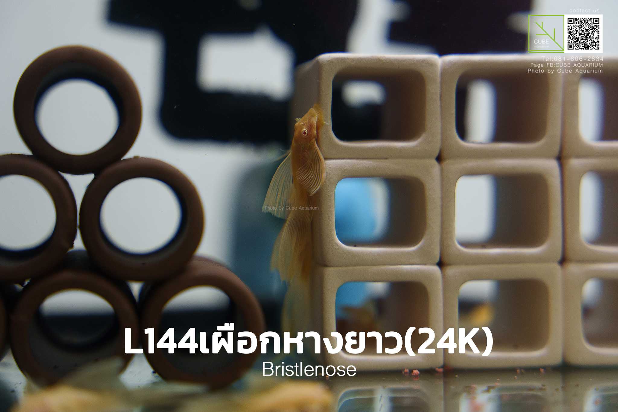L144 เผือกหางยาว 24K . L144 Abn bristlenose pleco 24K
