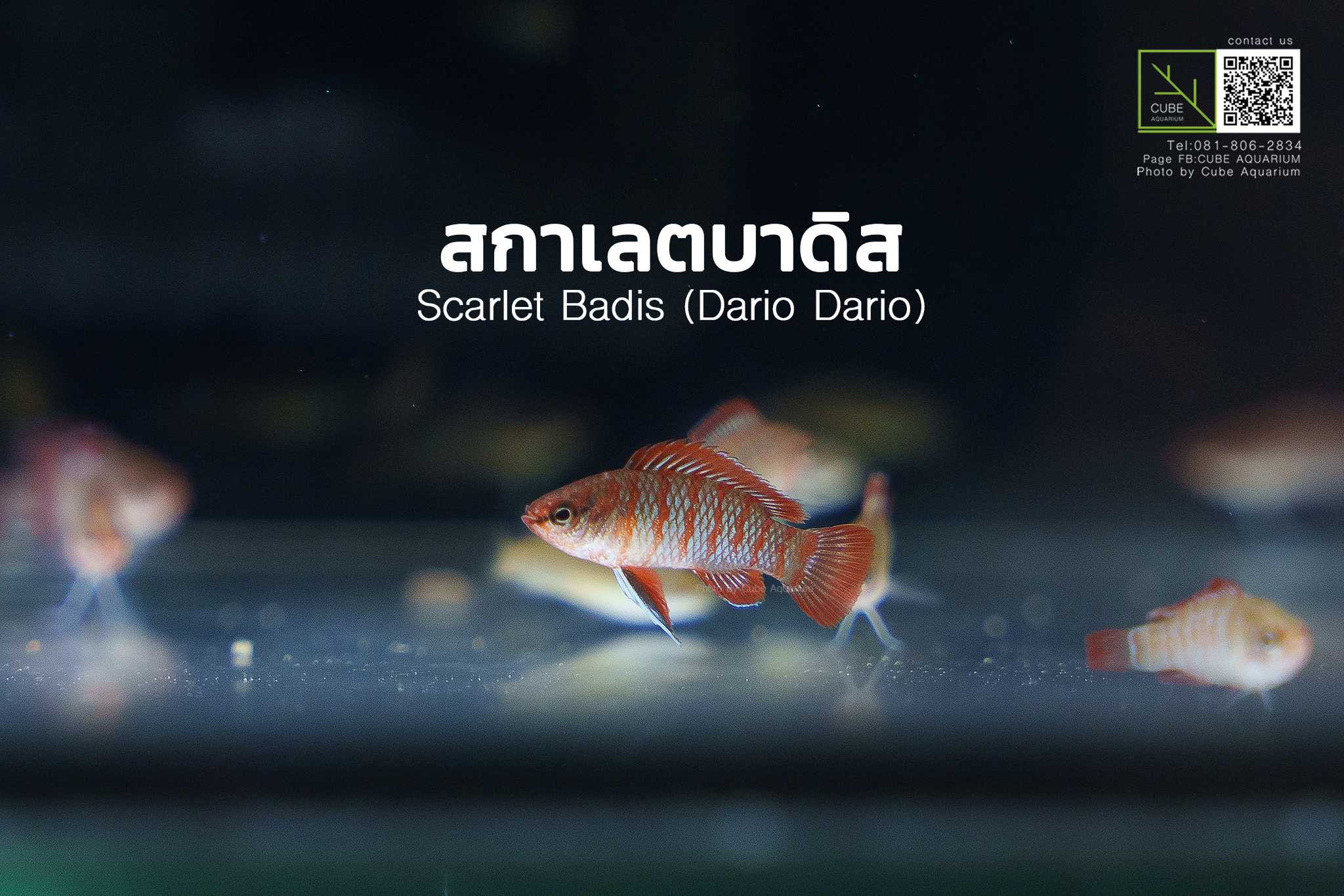 ปลาสกาเลตบาดิส Scarlet Badis (Dario dario)  