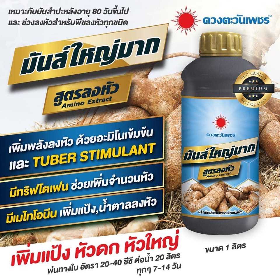 พลังมันส์ มันส์ใหญ่มาก สูตรลงหัว เพิ่มแป้ง  เพิ่มน้ำหนัก ขนาด หัวดก หัวใหญ่