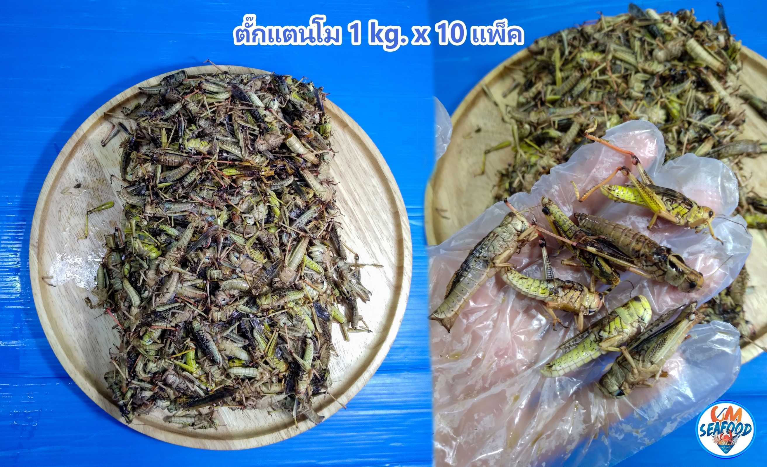 (กล่อง 10แพ็ค) ตั๊กแตนโม 1kg/p x 10p/กล่อง แมลง (ส่ง 20+ 320 บาท)(ส่ง 10+ 325 บาท)