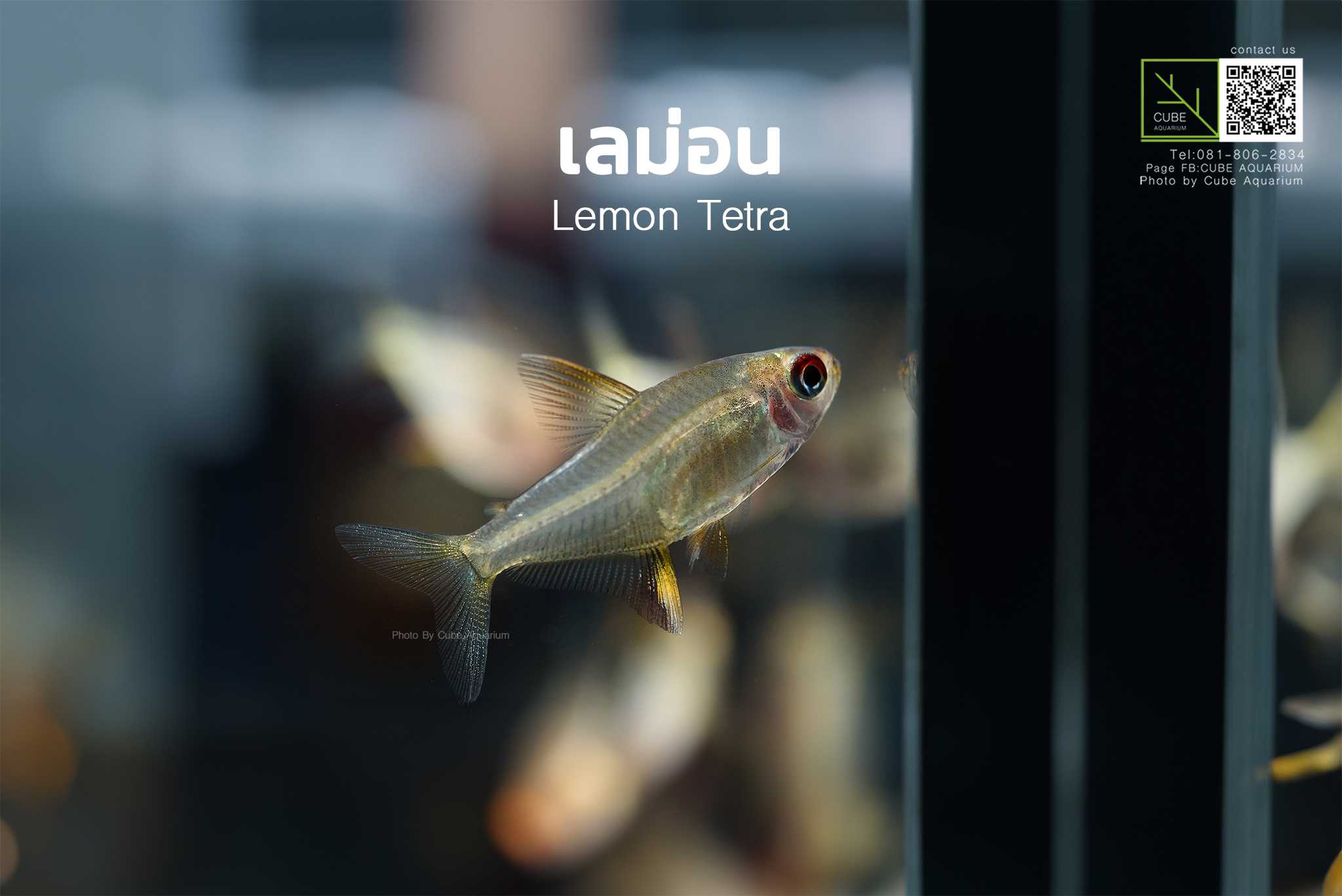 เลม่อน Lemon tetra 1นิ้ว