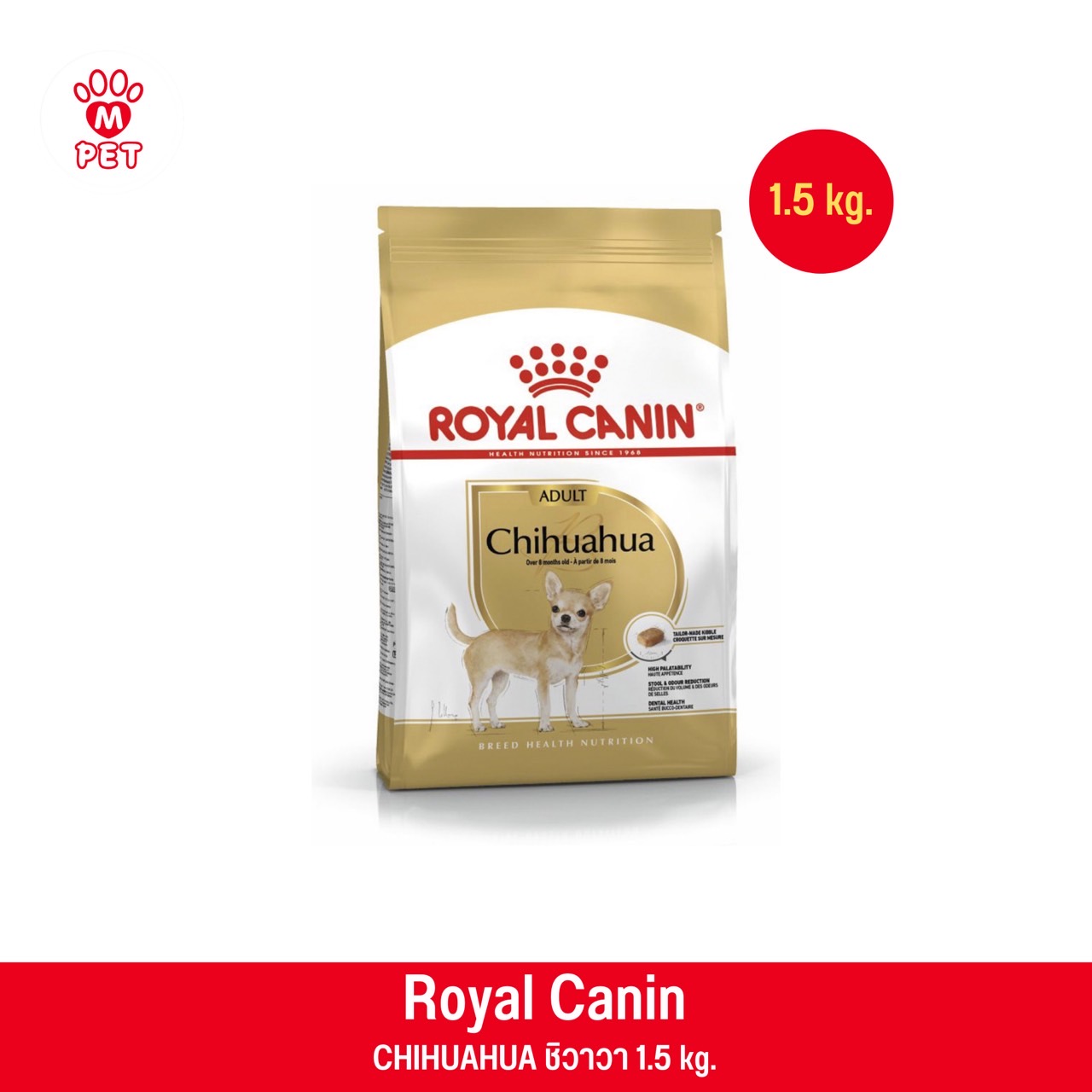 CHIHUAHUA ADULT 1.5kg. สุนัขโตพันธุ์ชิวาวา