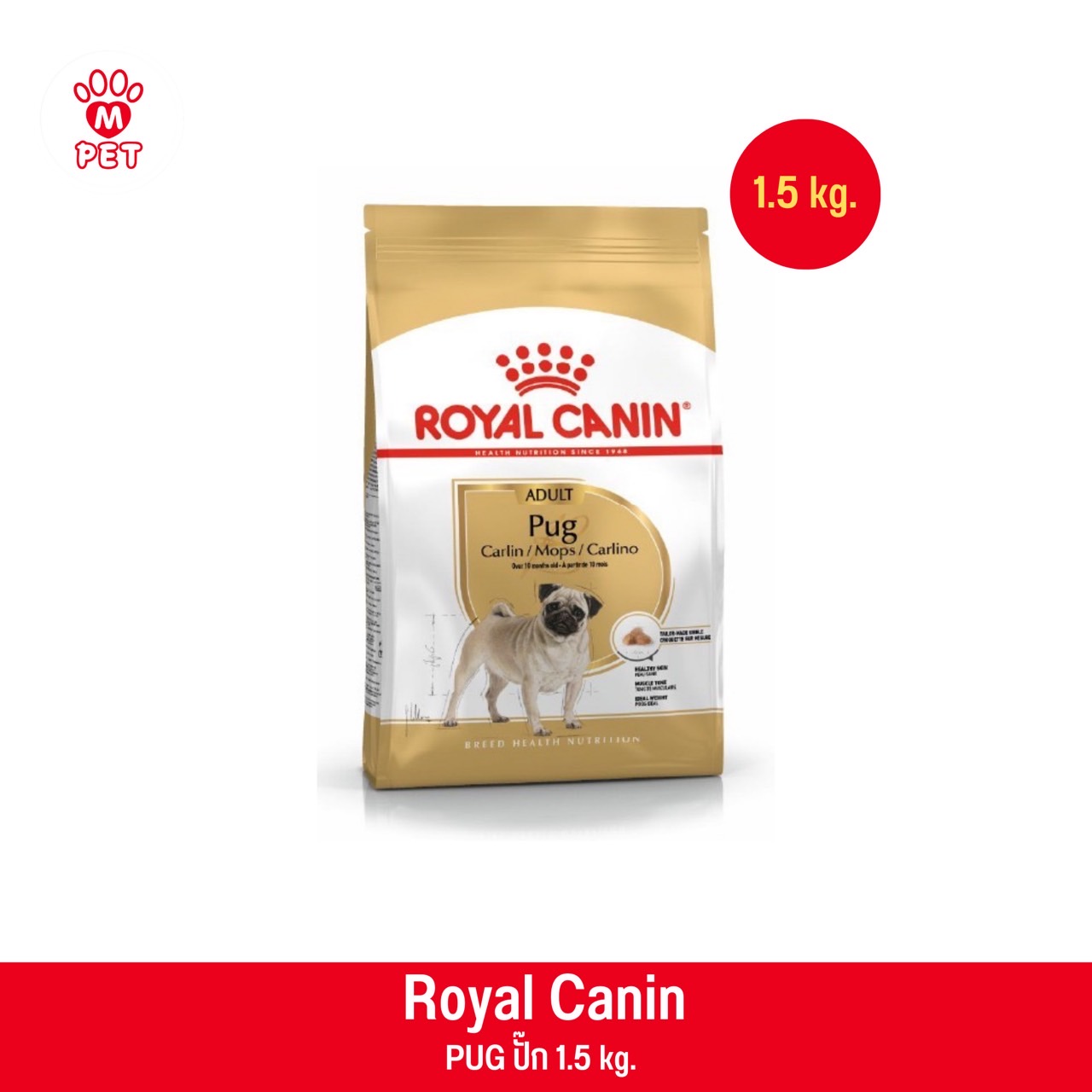 PUG ADULT 1.5kg. สุนัขโตพันธุ์ปั๊ก