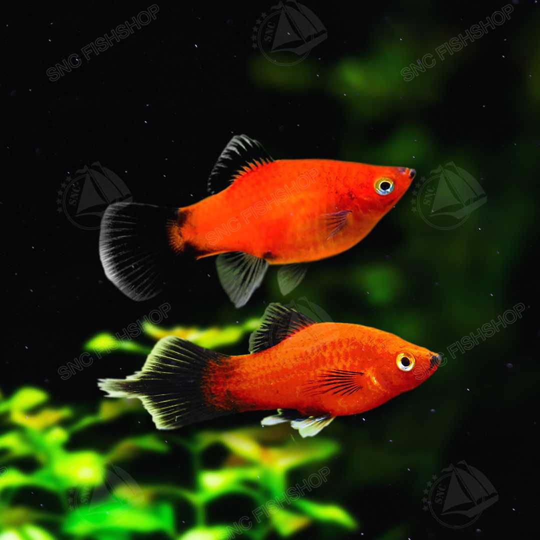 ปลาสอดกุหลาบหางไหม้ Red Wagtail Platy  ขายเซทละ 5ตัว/12ตัว ไซส์ประมาณ 2.5cm