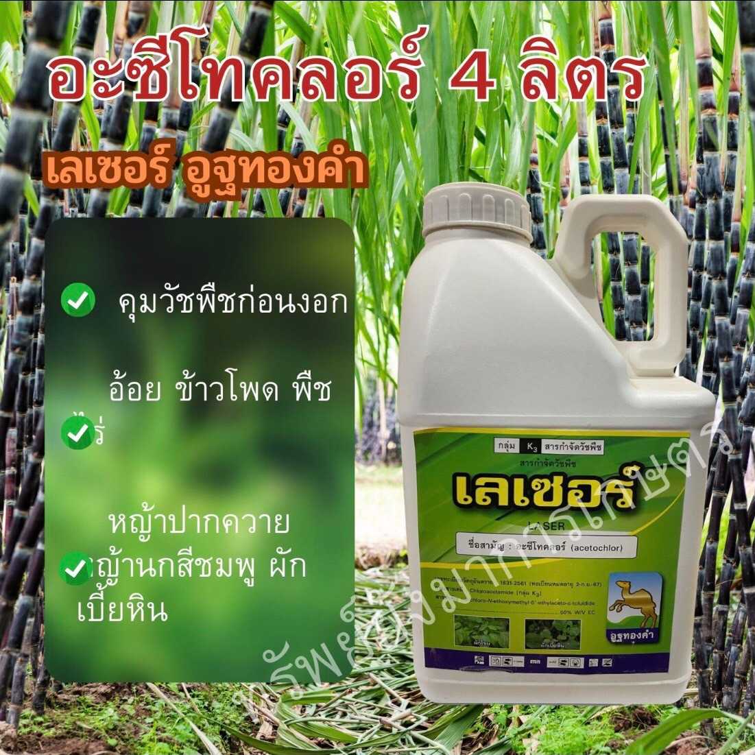 เลเซอร์ อะซีโทคลอร์ ขนาด 5 ลิตร อูฐทองคำ ยาคุมหญ้า ใช้ก่อนวัชพืชงอกเพื่อกำจัดวัชพืชใบแคบ-ใบกว้าง