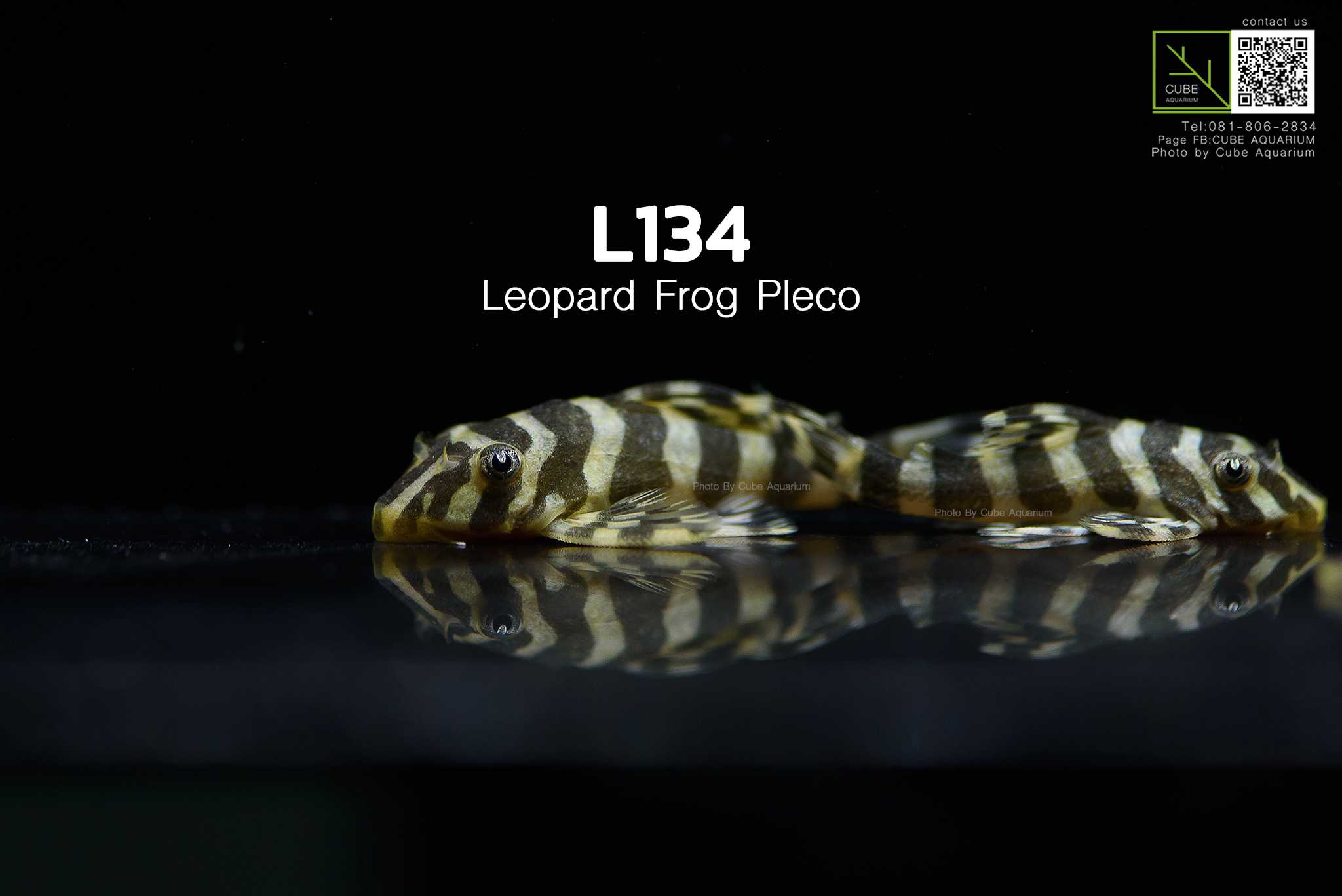 ซัคเกอร์ L134 Leopard Frog Pleco (Peckoltia compta)2” 