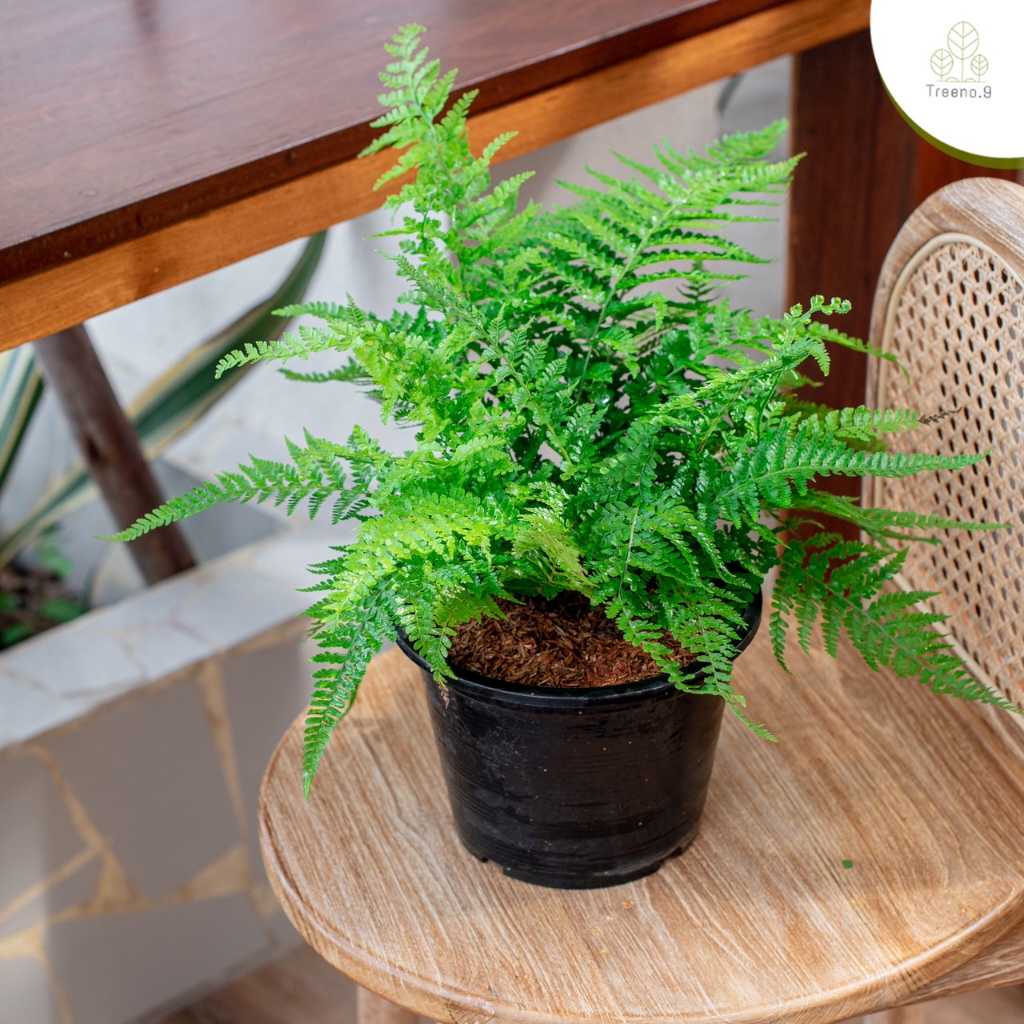 T6 เฟิร์นอันดามัน (Fern Andaman) กระถาง 8 นิ้ว /สูง 30-40 ซม./ไม้ประดับ ไม้ดอก ไม้มงคล