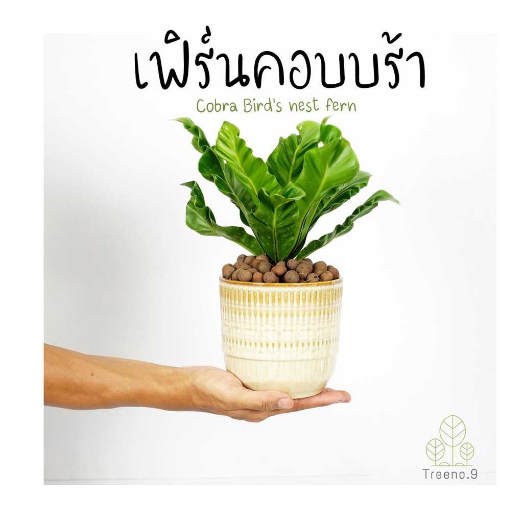 T6 เฟิร์นคอบบร้า (Cobra bird's nest fern) กระถาง 6 นิ้ว /สูง 30-40/ไม้มงคล