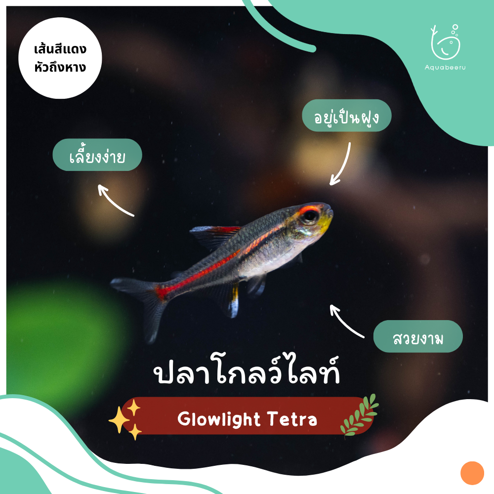 ปลาโกลว์ไลท์ (Glowlight Tetra)