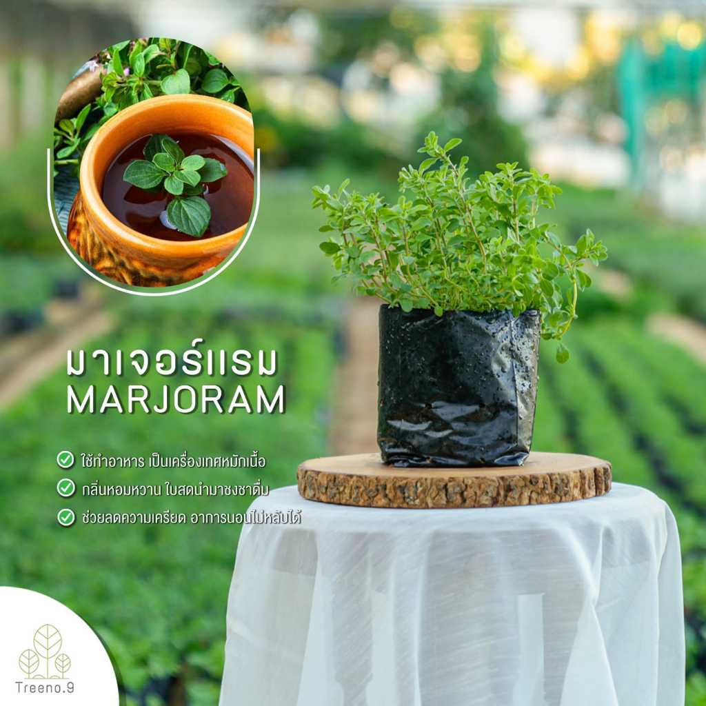 T183 มาเจอร์แรม Sweet Marjoram ส่งแบบ ถุงดำ 6 นิ้ว สมุนไพร