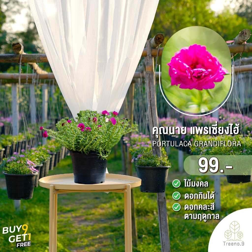 T187 คุณนายตื่นสาย  แพรเซี่ยงไฮ้ ต้นใหญ๋ กระถาง 8 นิ้ว ( ดอกไม้กินได้ ไม้มงคล )