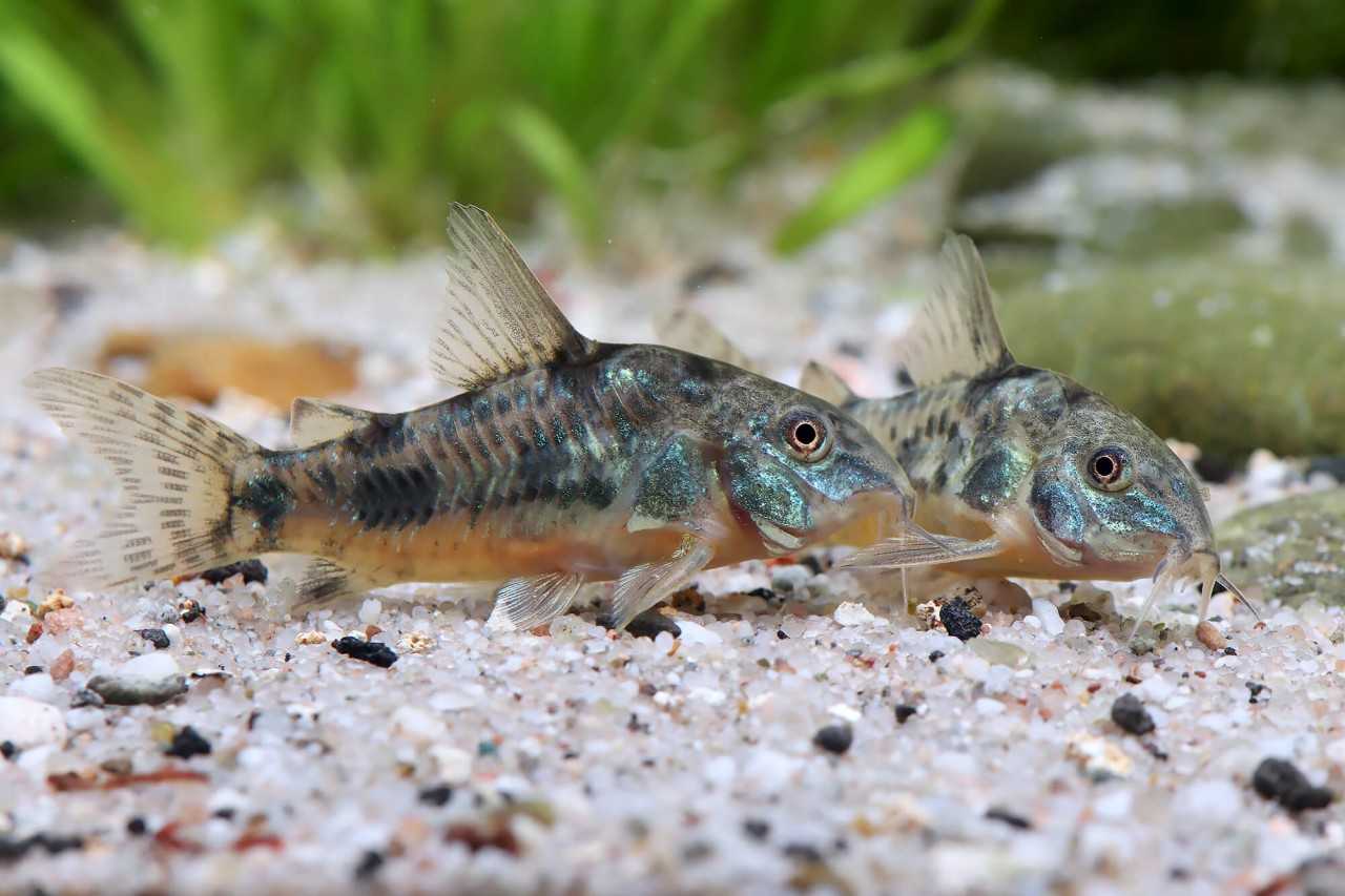 ปลาแพะลาย (Corydoras paleatus)