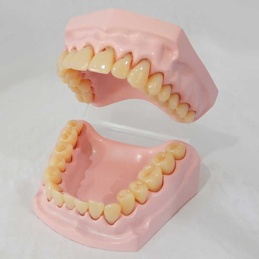 หุ่นจำลองฟันขนาดเล็ก  32 ซี่
