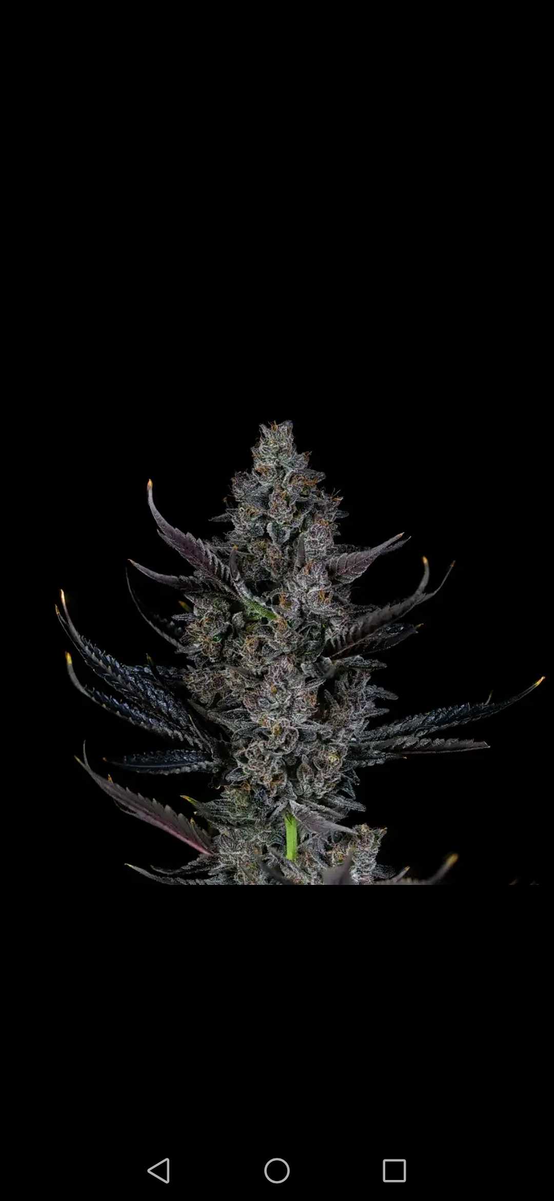 Bling Blaow Compound Genetics Feminized 