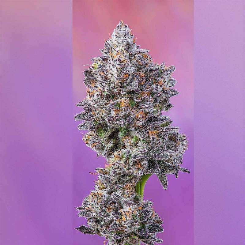 West Coast Diesel x Apples n Bananas Compound Genetics Cookies Seed Feminized