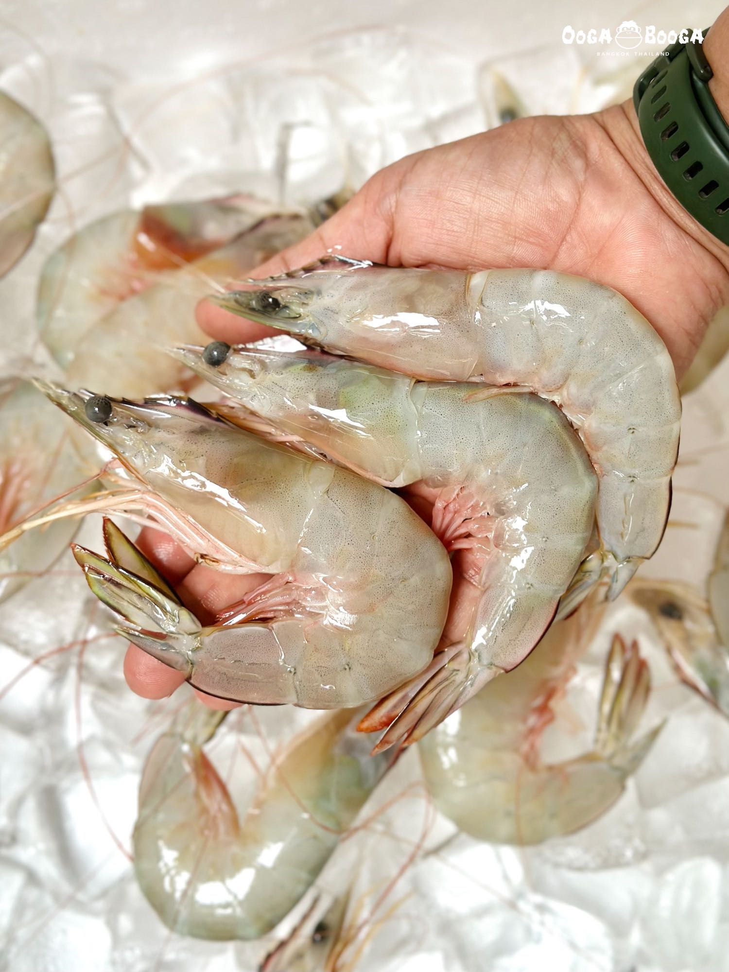 กุ้งแชบ๊วย จับทะเล ขนาด 23-25 ตัวโล
