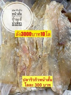 ปลาริวกิวหน้าสั้น ขนาด500กรัม