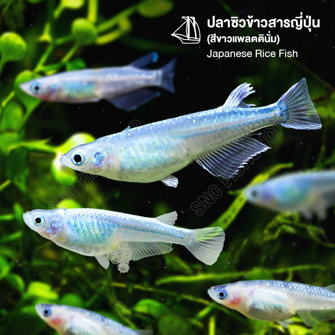 ปลาซิวข้าวสารญี่ปุ่น สีขาวแพลตินั่ม (Japanese Rice Fish) ขายเซทละ 5ตัว/12ตัว ไซส์ประมาณ 2cm.