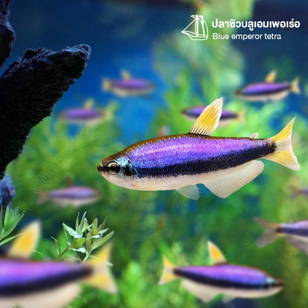ซิวบลูเอมเพอเร่อ (Blue Emperor Tetra) ขายเซทละ 5ตัว/12ตัว ไซส์ประมาณ 2cm.