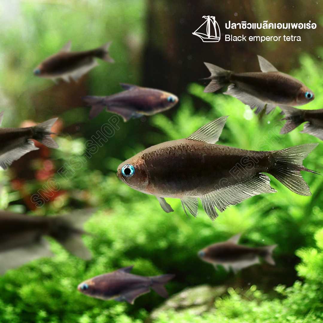 ซิวแบล๊คเอมเพอเร่อ (Black Emperor Tetra) ขายเซทละ 5ตัว/12ตัว ไซส์ประมาณ 2cm.