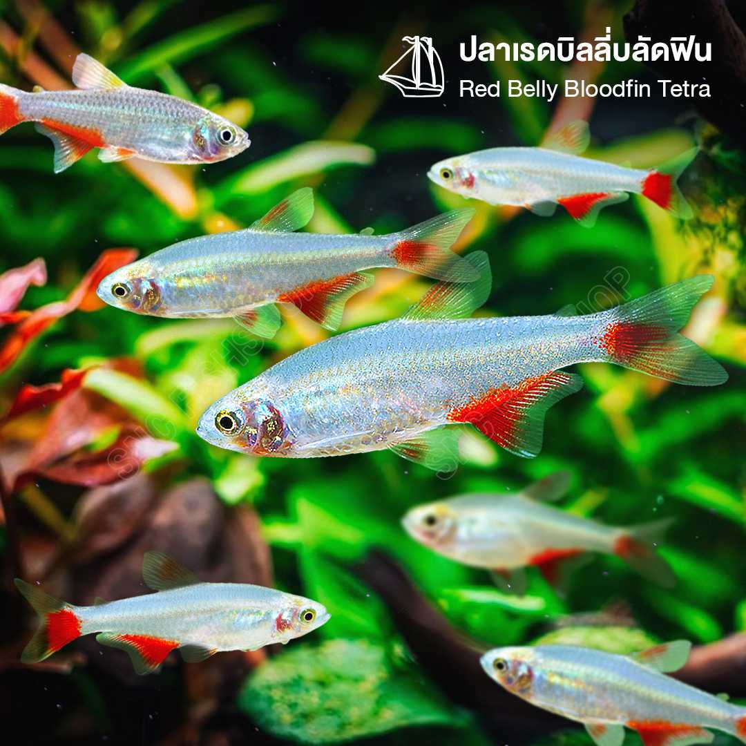 ปลาเรดบิลลี่บลัดฟิน (Red Belly Bloodfin Tetra) ขายเซทละ 5ตัว/12ตัว ไซส์ประมาณ 2.5cm.