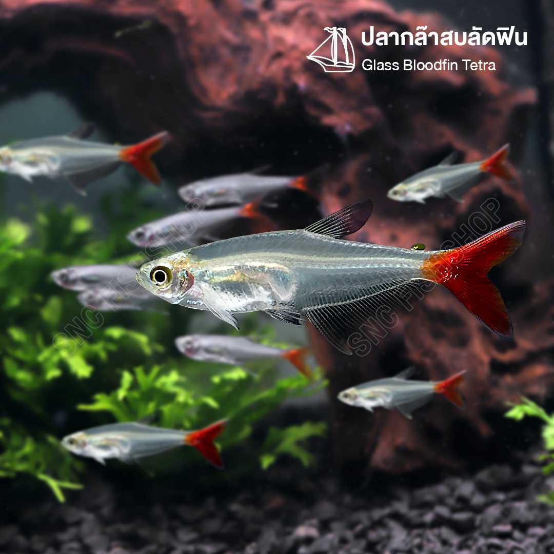 ปลากล๊าสบลัดฟิน (Glass Bloodfin Tetra) ขายเซทละ 5ตัว/12ตัว ไซส์ประมาณ 3cm.