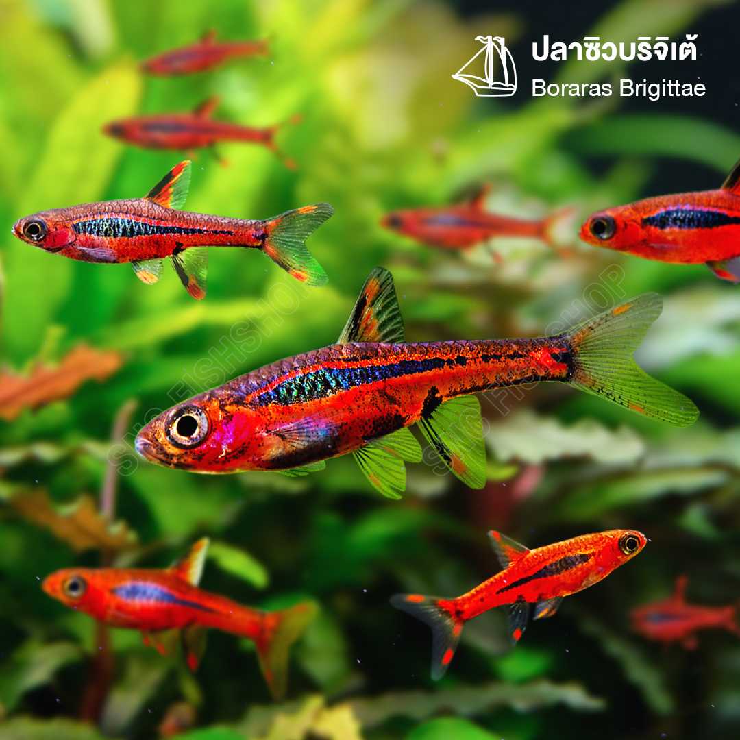 ซิวบริจิเต้ (Boraras Brigittae) ขายเซทละ 5ตัว/12ตัว ไซส์ประมาณ 1.5cm.