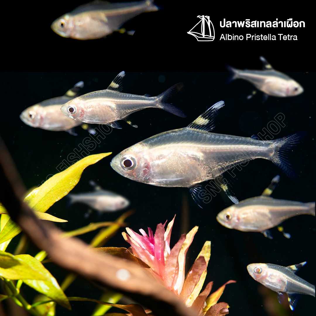 ปลาพริสเทลล่าเผือก (Albino Pristella Tetra) ขายเซทละ 5ตัว/12ตัว ไซส์ประมาณ2.5cm