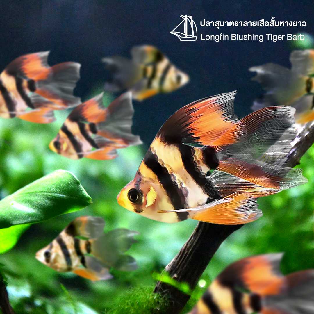 ปลาสุมาตราลายเสือสั้นหางยาว (Longfin Blushing Tiger Barb) ขายเซทละ 2ตัว/5ตัว ไซส์ประมาณ 2.5cm