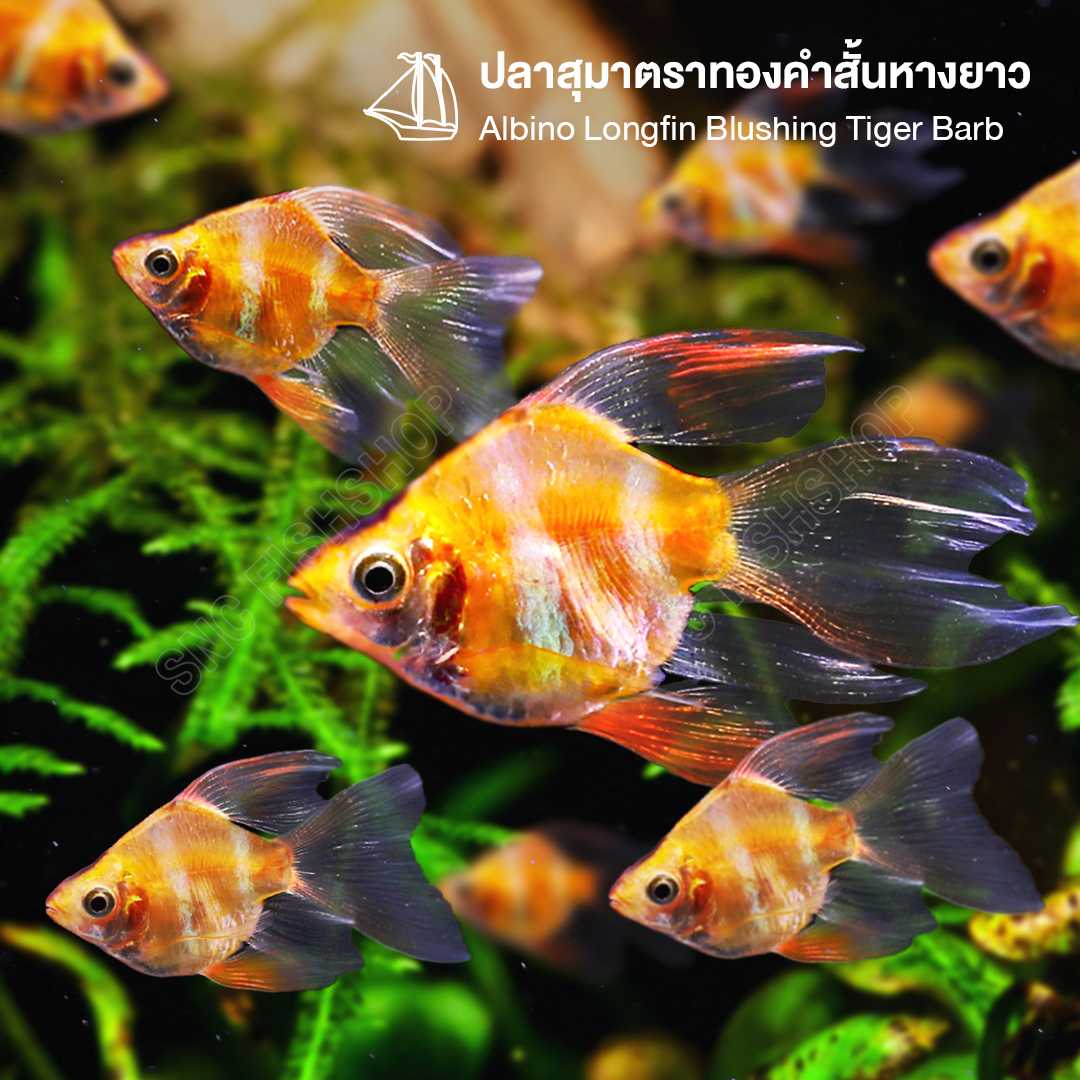 ปลาสุมาตราทองคำสั้นหางยาว (Albino Longfin Blushing Tiger Barb) ขายเซทละ 2ตัว/5ตัว ไซส์ประมาณ 2.5cm