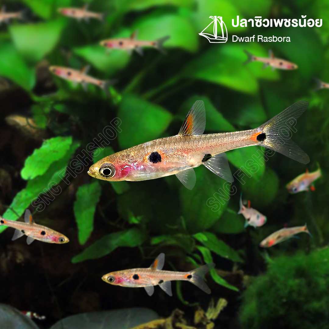 ปลาซิวเพชรน้อย (Dwarf Rasbora) ขายเซทละ 5ตัว/12ตัว ไซส์ประมาณ 1.5cm
