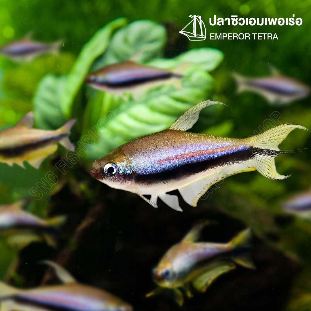 ซิวเอมเพอเร่อ (Emperor Tetra) ขายเซทละ 5ตัว/12ตัว ไซส์ประมาณ 2cm.