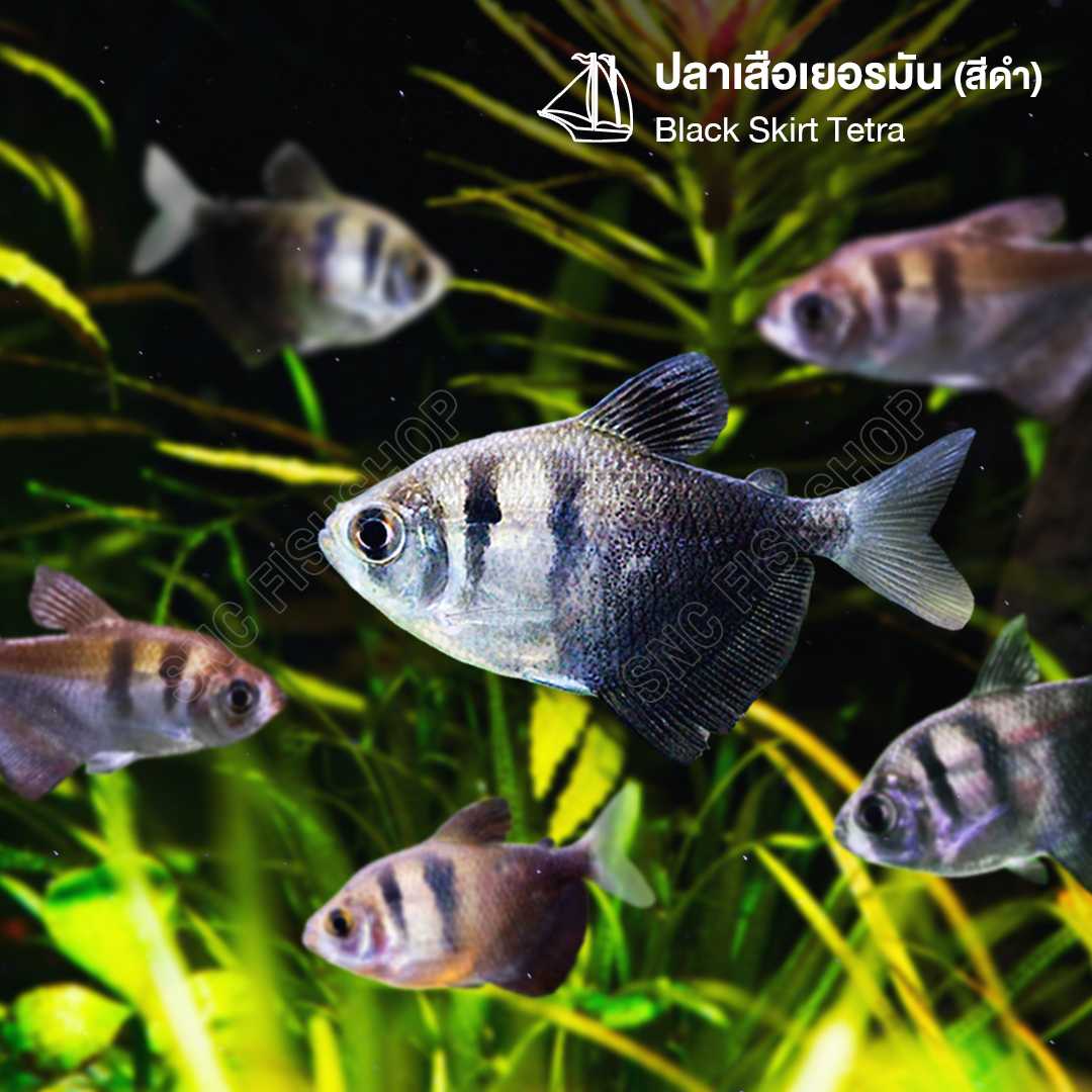 ปลาเสือเยอรมัน สีดำ (Black Skirt Tetra) ขายเซทละ 5ตัว /12ตัว ไซส์ประมาณ 2cm.