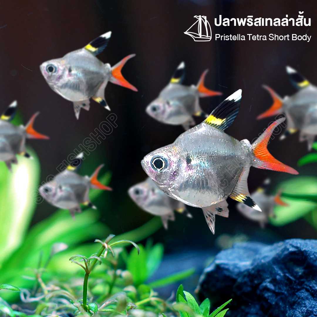 พริเทลล่าสั้น (Pristella Tetra Short Body) ขายเซทละ 2ตัว/5ตัว ไซส์ประมาณ 2cm