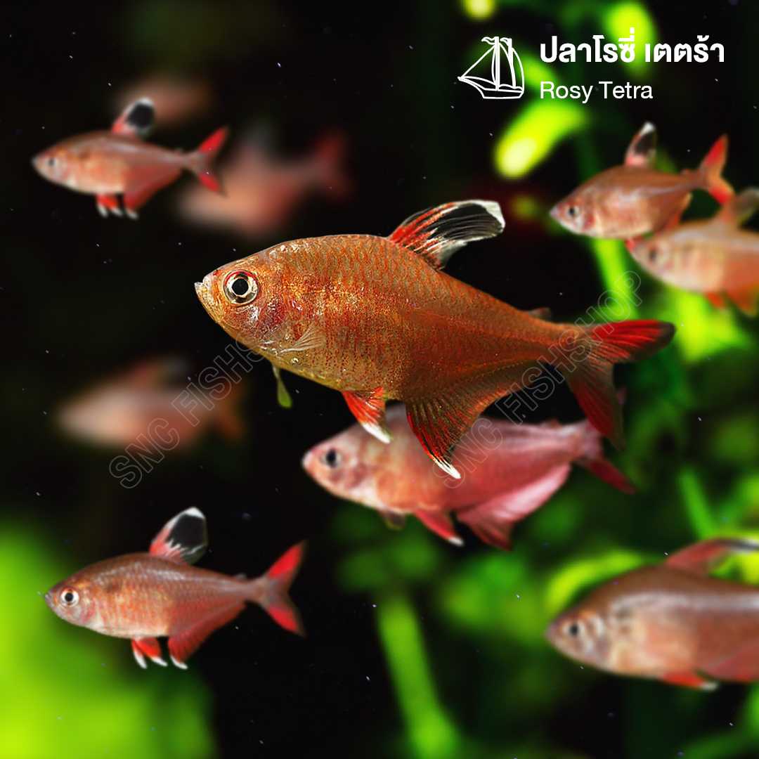 โรซี่ เตตร้า (Rosy Tetra) ขายเซทละ 5ตัว/12ตัว ไซส์ประมาณ 2.5cm