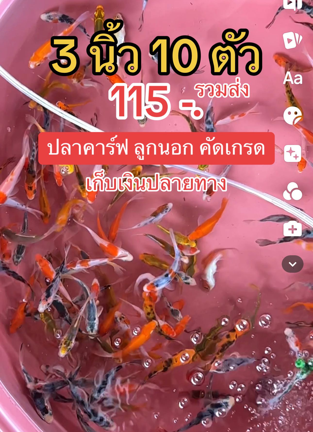ปลาคาร์ฟ 3 นิ้ว คัดเกรด ลูกนอก เป็นชุดจำนวน ให้เลือก
