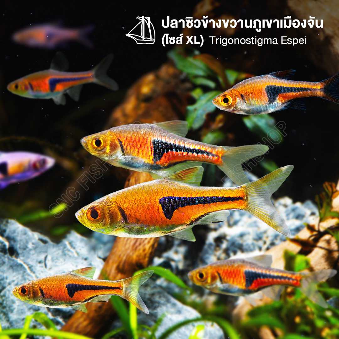 ปลาซิวข้างขวานภูเขาเมืองจัน (Trigonostigma Espei) ขายเซทละ 5ตัว/12ตัว ไซส์ XL 3cm.