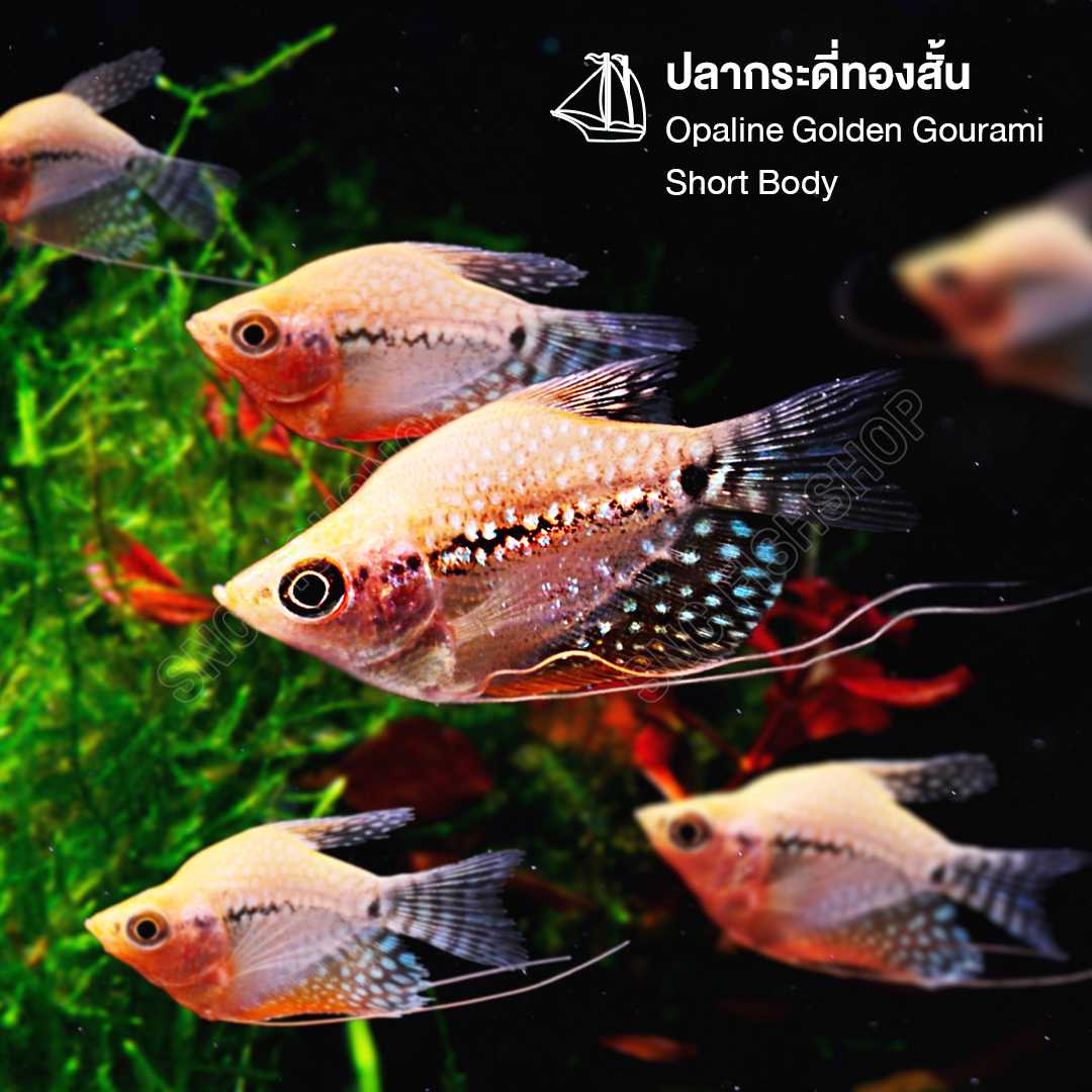 กระดีทองสั้น (Opaline Golden Gourami Short Body) ขายเซทละ 2ตัว/5ตัว ไซส์ประมาณ 2cm