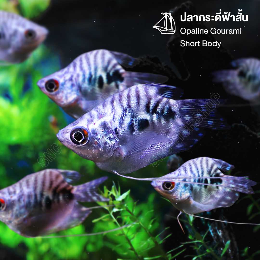กระดีฟ้าสั้น (Opaline Gourami Short Body) ขายเซทละ 2ตัว/5ตัว ไซส์ประมาณ 2cm