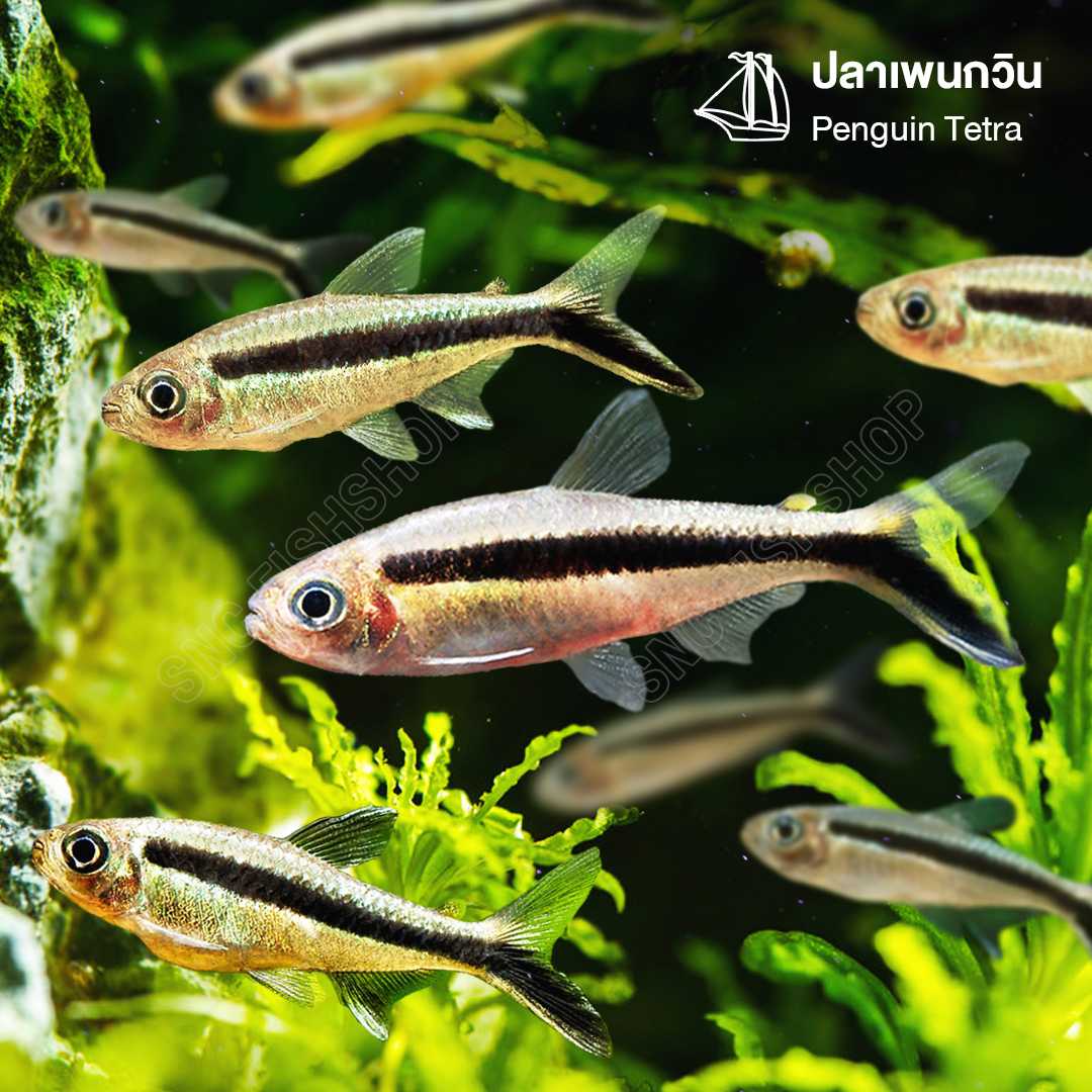 ปลาแพนกวิน (Penguin Tetra) ขายเซทละ 5ตัว ไซส์ประมาณ 3cm