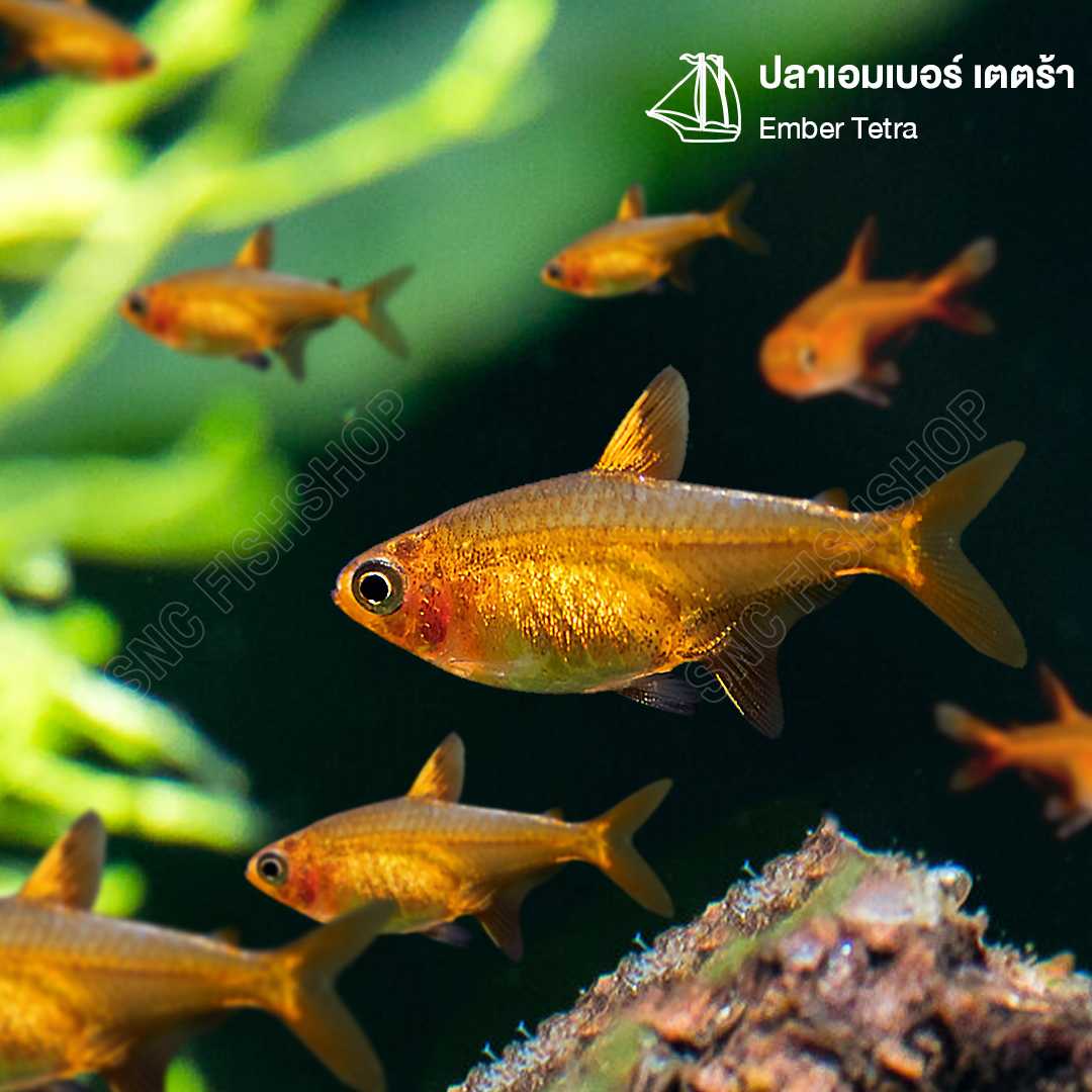 เอมเบอร์ เตรตร้า (Ember Tetra) ขายเซทละ 5ตัว/12ตัว ไซส์ประมาณ 2cm