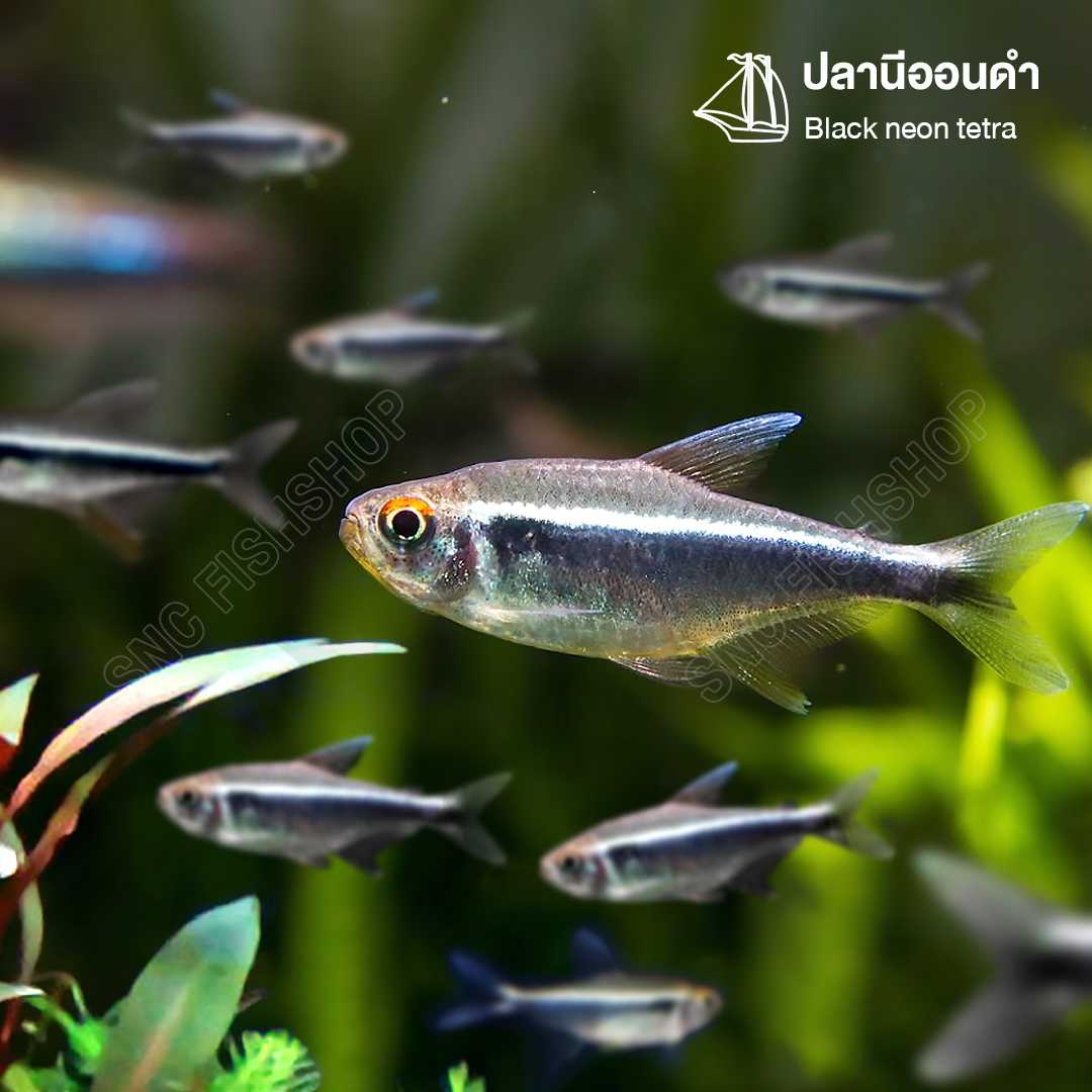 ปลานีออนดำ (Black Neon Tetra) ขายเซทละ 5ตัว/12ตัว/24ตัว ไซส์ประมาณ 2cm